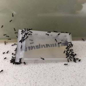 Ant Café® – Station d’appât rechargeable pour fourmis, intérieur/extérieur (12)