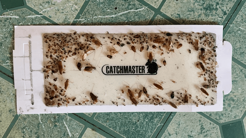 Comment se débarrasser des cafards