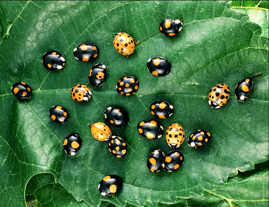 Coccinelle jaune et noir