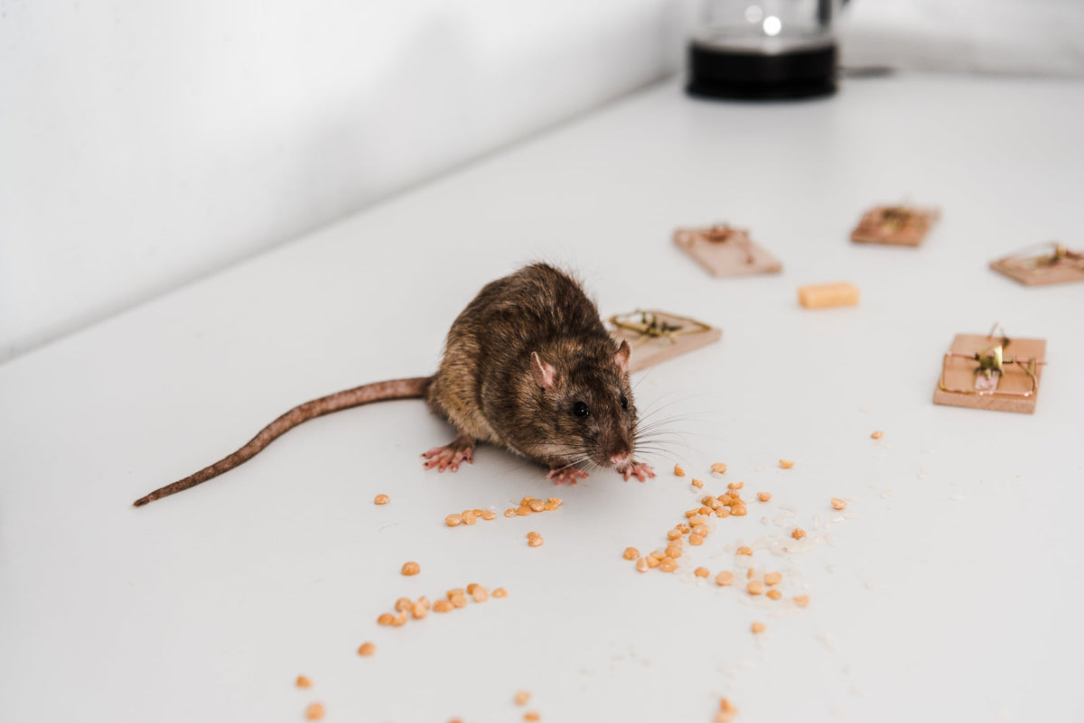 Comment prévenir les infestations hivernales de rongeurs et les dégâts potentiels ?