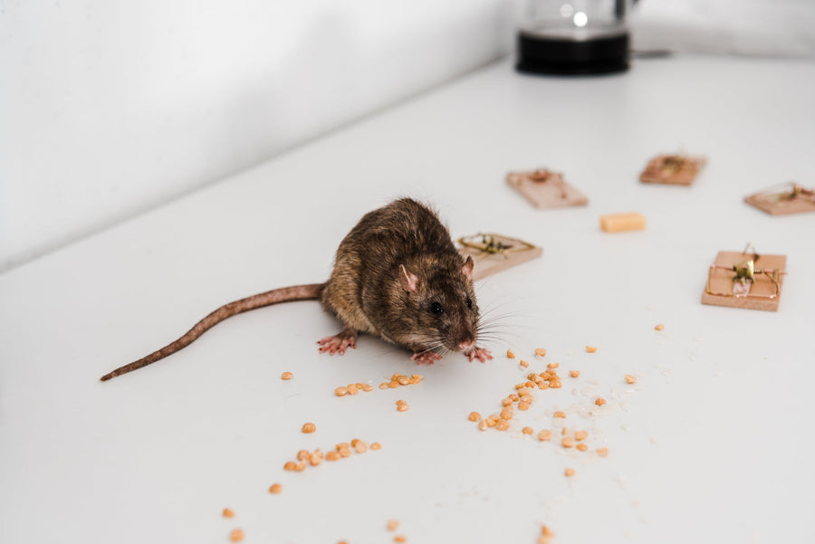 Comment prévenir les infestations hivernales de rongeurs et les dégâts potentiels ?