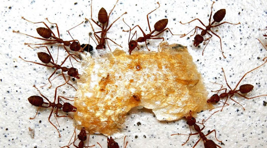 Produits contre fourmis