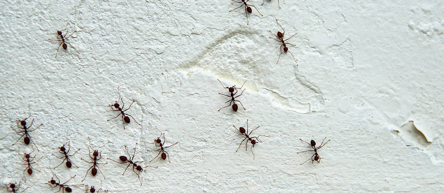 Fourmis charpentières