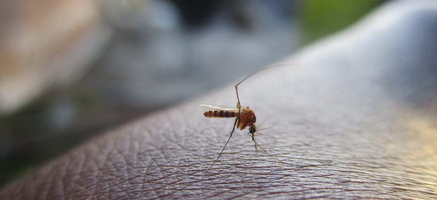 Comment empêcher les moustiques de gâcher votre souper sur la terrasse