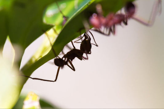 Fourmis charpentières : avril est le moment critique pour une intervention