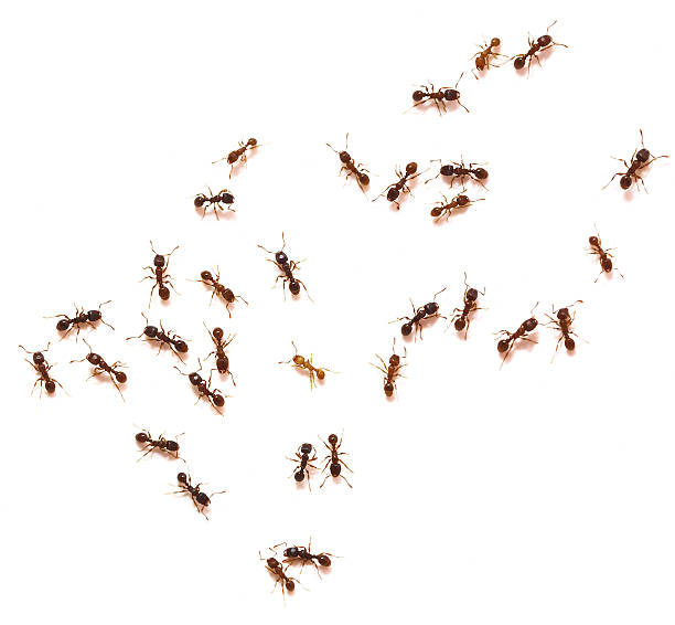 Comment traiter une invasion de fourmis au printemps chez soi au Canada