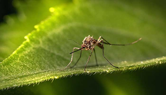 Comment se débarrasser des moustiques chez soi ?