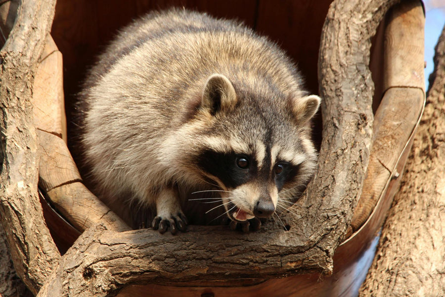 Piège pour animaux sauvages : comment choisir selon l'espèce
