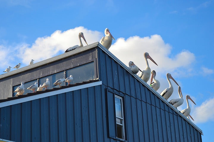 Produits contre oiseaux