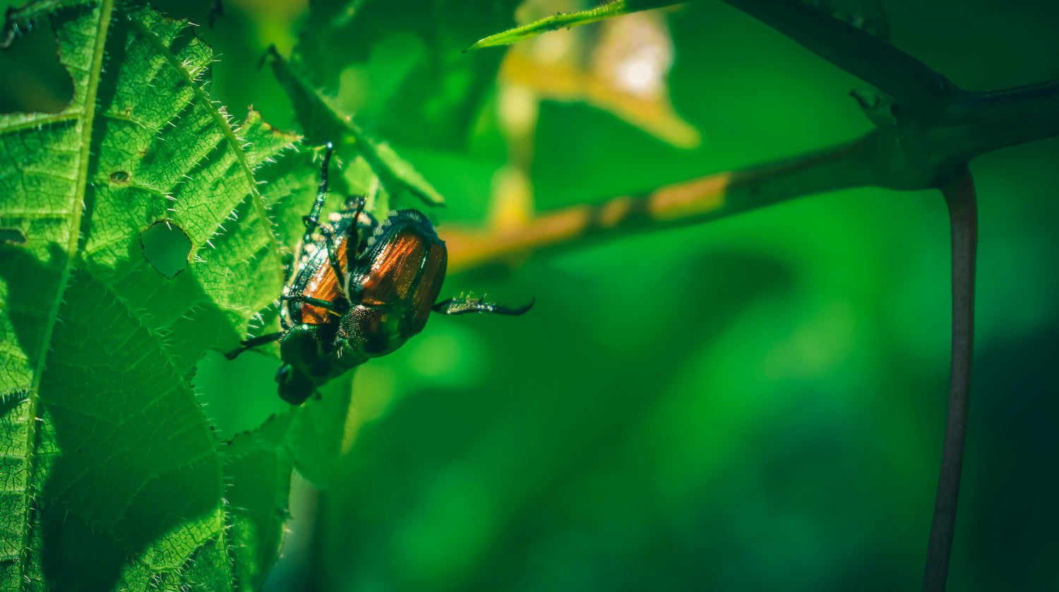 Produits contre insectes volants