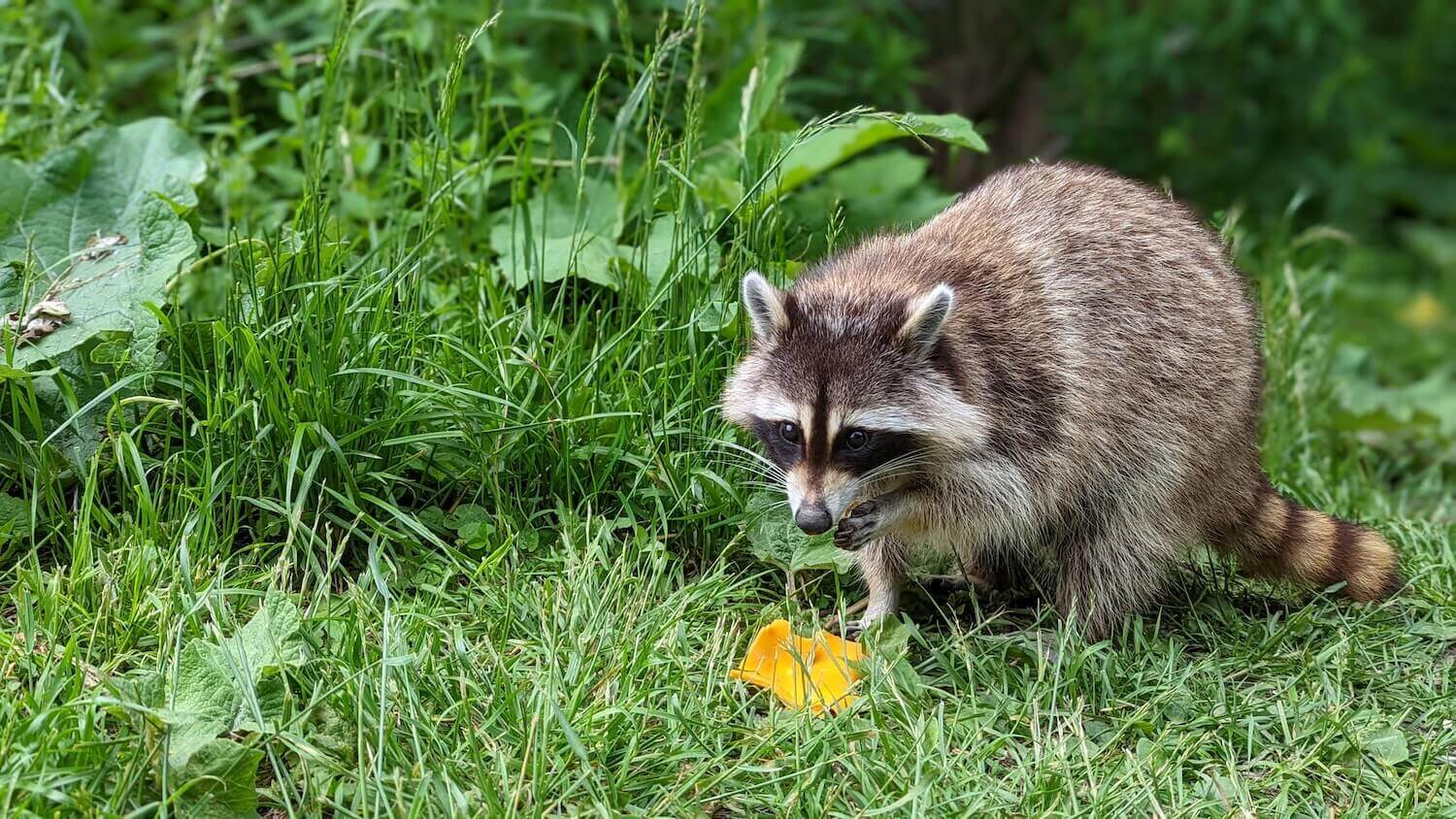 Produits contre animaux sauvages