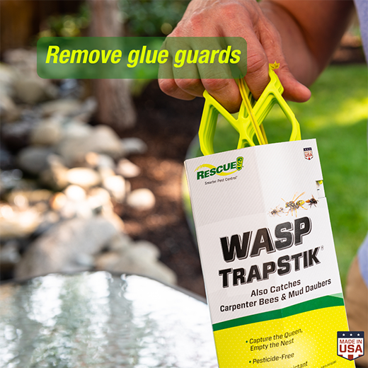 Piège à guêpes RESCUE – TrapStik VisiLure® sans odeur ni pesticide, TSW-BB6-C