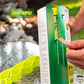 Piège à guêpes RESCUE – TrapStik VisiLure® sans odeur ni pesticide, TSW-BB6-C