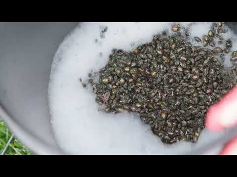 Vidéo explicative RESCUE!, pièges à scarabées japonais réutilisables, RESCUE! explanatory video, reusable Japanese beetle traps