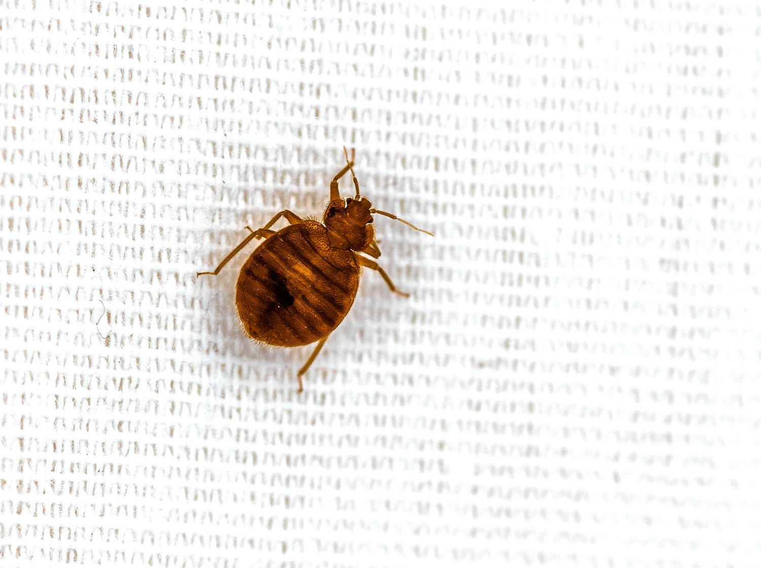 Piege A Punaise De Lit, Anti Insectes Maison. Barriere Bed Bug